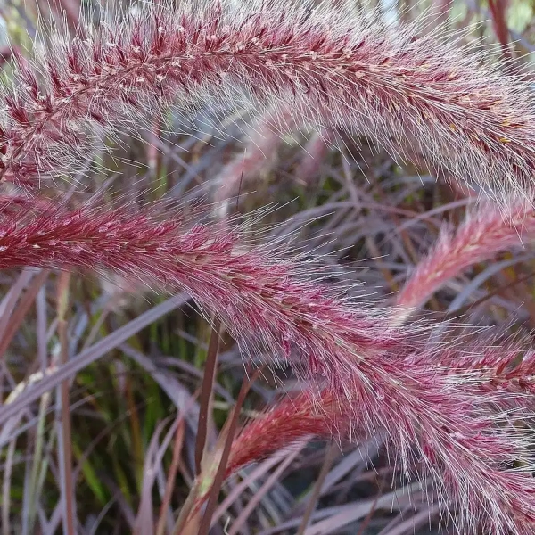 Rozplenica obca 'Rubrum' – Pennisetum, piórkówka kłosy